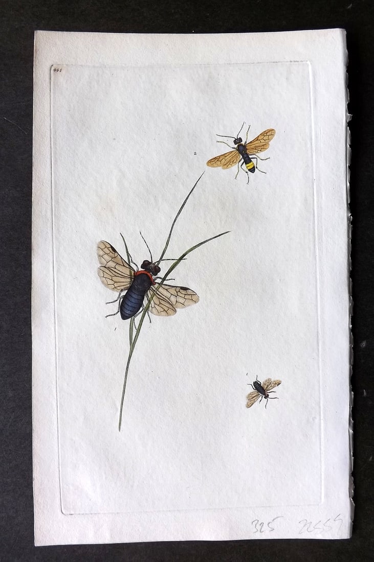 Donovan British Insects 1810 Hand Col Print. Collared Saw Fly 441: Antique Etching Published 1796-1813, London for "The Natural History of British Insects" by Edward Donovan. With accompanying descriptive text. On good quality Whatman Wove Paper. Fine hand colour as 