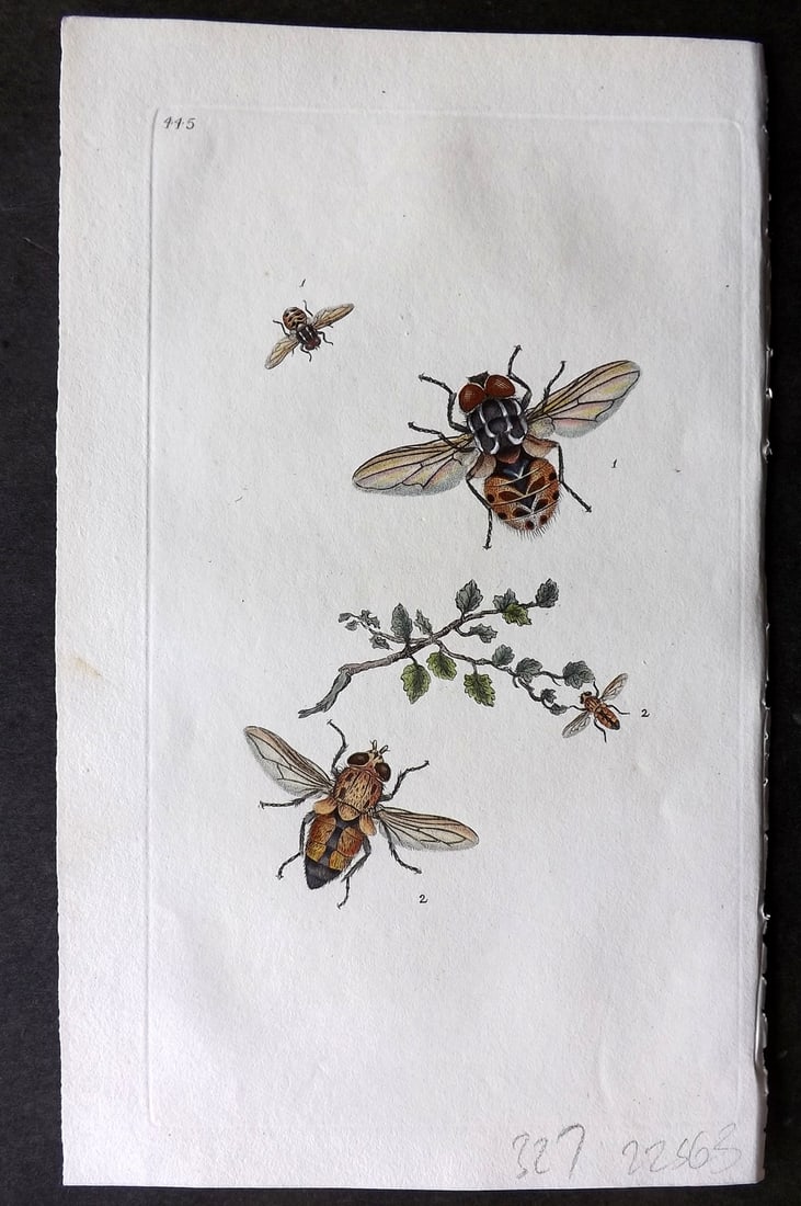 Donovan British Insects 1810 Hand Col Print. Spotted Fly 445 (1 of 1)