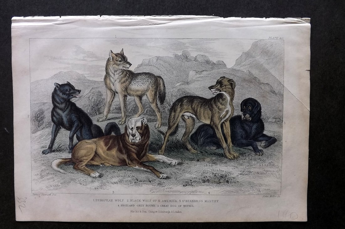 Goldsmith, Oliver 1857Hand Col Print. European, Black, N. America Wolf, St. Bernards Dog (1 of 1)