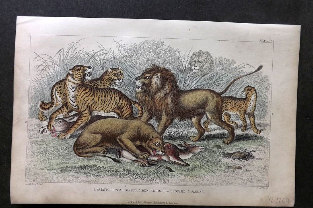 Goldsmith, Oliver 1857 HCol Print. Asiatic Lion, Lioness, Bengal Tiger, Leopard, Jaguar (1 of 1)