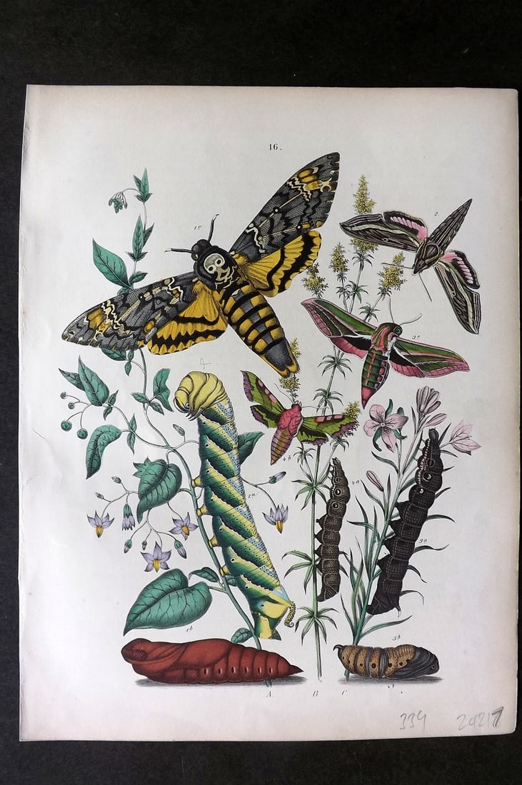 Kirby, William1882 Hand Col Moth Print 16: Lithograph Published 1882, London for "European Butterflies and Moths" by W. F. Kirby. Printed in colours and finished by hand. Paper Size: 11 x 8.5 inch (28 x 22cm) Good Condition