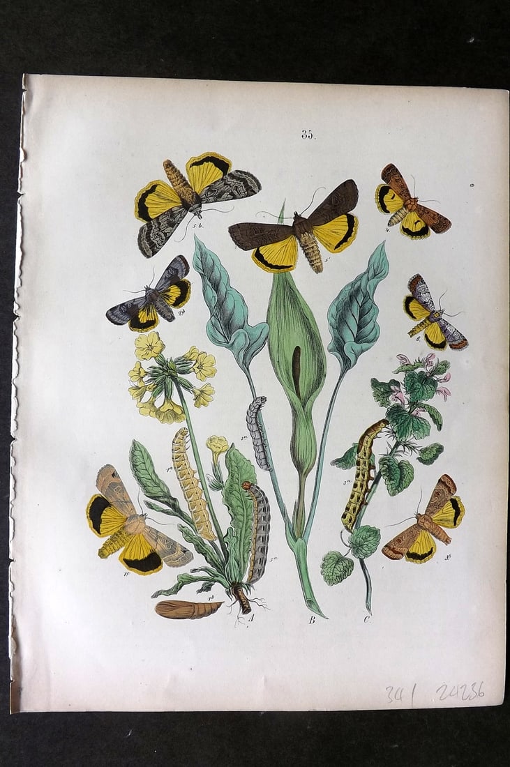 Kirby, William1882 Hand Col Moth Print 35: Lithograph Published 1882, London for "European Butterflies and Moths" by W. F. Kirby. Printed in colours and finished by hand. Paper Size: 11 x 8.5 inch (28 x 22cm) Good Condition