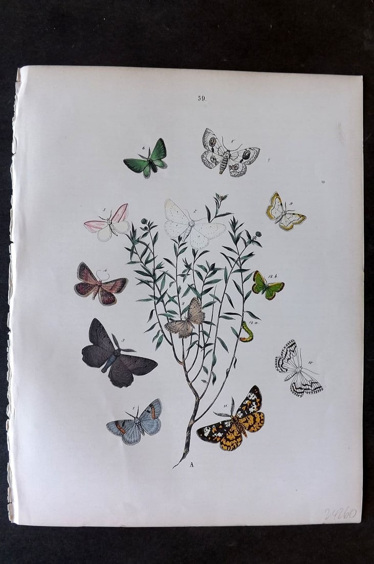 Kirby, William1882 Hand Col Moth Print 59: Lithograph Published 1882, London for "European Butterflies and Moths" by W. F. Kirby. Printed in colours and finished by hand. Paper Size: 11 x 8.5 inch (28 x 22cm) Good Condition