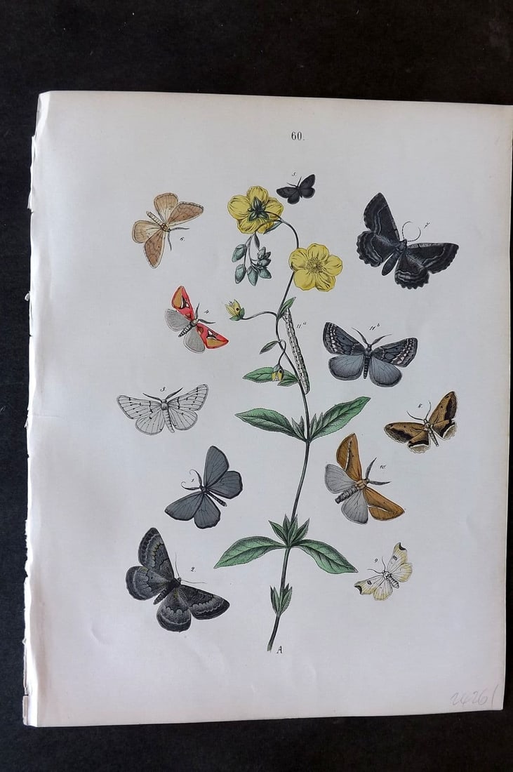 Kirby, William1882 Hand Col Moth Print 60: Lithograph Published 1882, London for "European Butterflies and Moths" by W. F. Kirby. Printed in colours and finished by hand. Paper Size: 11 x 8.5 inch (28 x 22cm) Good Condition