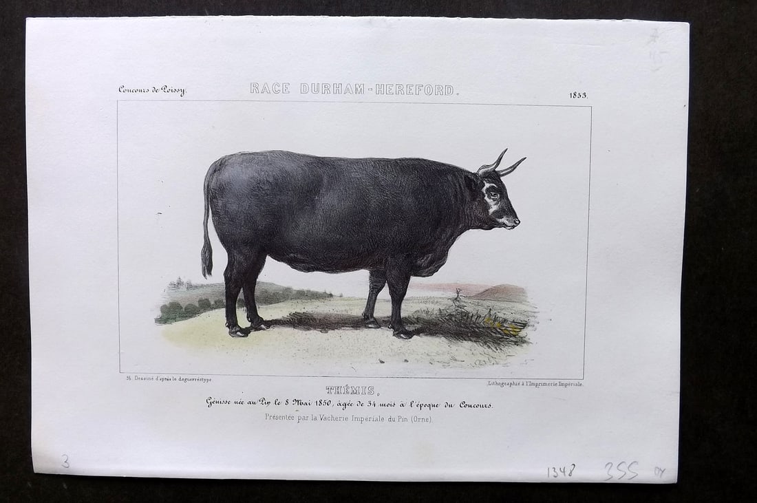 Ministere de l'Agriculture 1853 Hand Col Cattle Print. Durham-Hereford - Themis: Hand Colored Lithograph Published 1853, Paris for "Concours d'animaux de boucherie, en 1853, a Bordeaux, Nimes, Lyon, Lille, Nantes et Poissy" by The Ministere de l'Agriculture. Paper Size: 10 x 7 inc