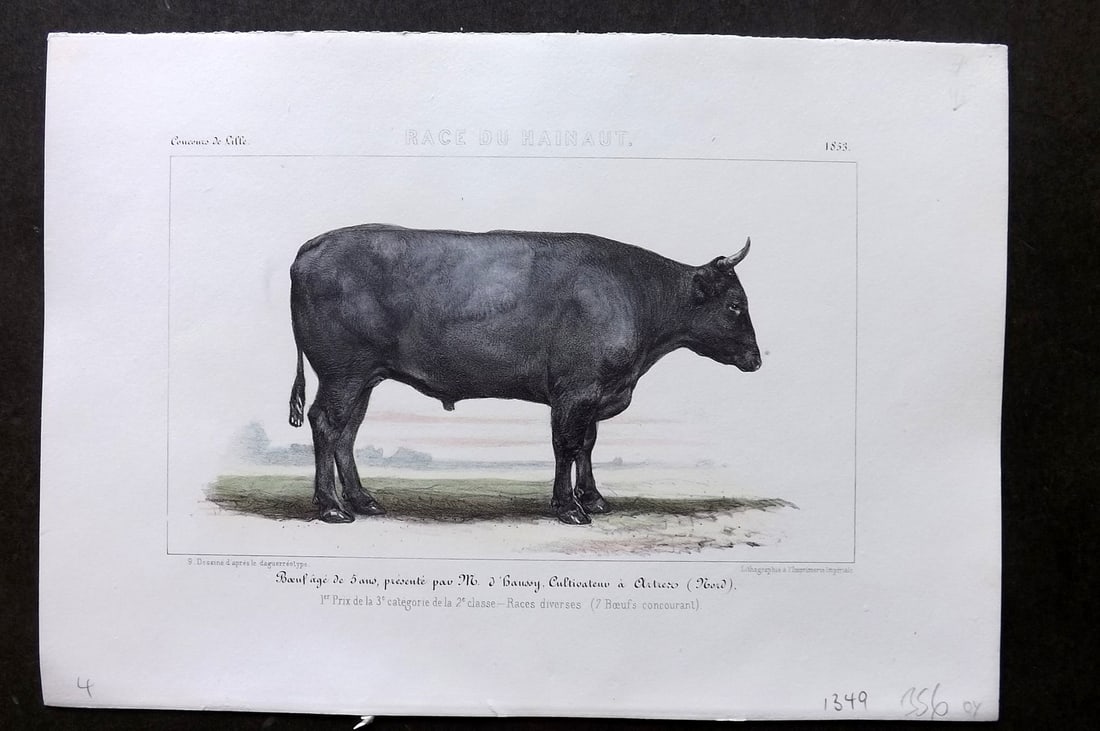 Ministere de l'Agriculture 1853 Hand Col Cattle Print. Hainaut (1 of 1)