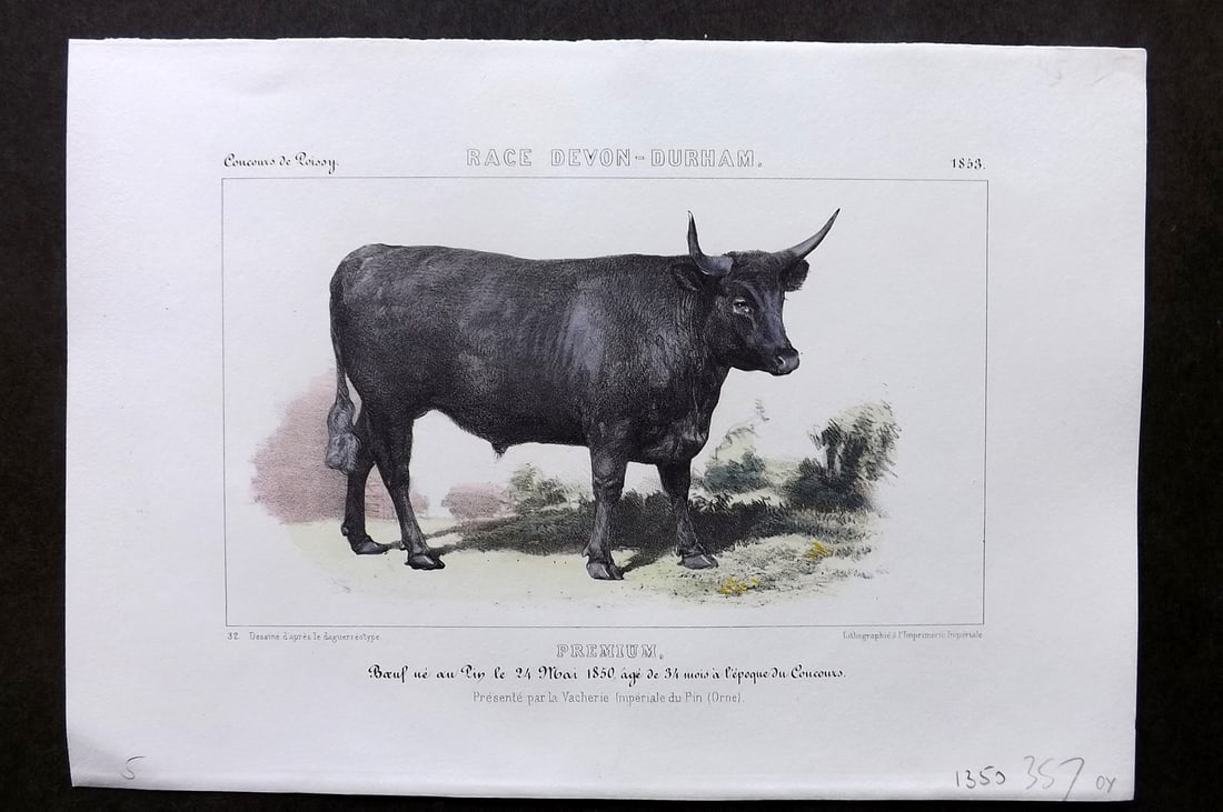 Ministere de l'Agriculture 1853 Hand Col Cattle Print. Devon-Durham - Premium: Hand Colored Lithograph Published 1853, Paris for "Concours d'animaux de boucherie, en 1853, a Bordeaux, Nimes, Lyon, Lille, Nantes et Poissy" by The Ministere de l'Agriculture. Paper Size: 10 x 7 inc