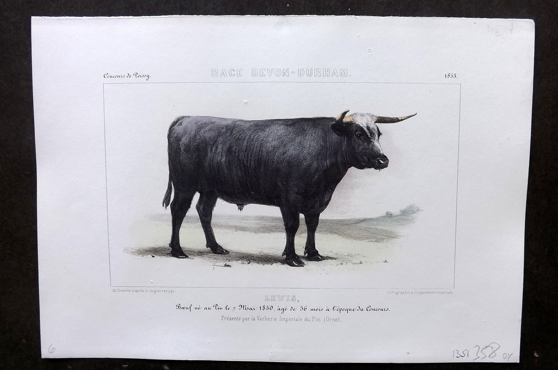 Ministere de l'Agriculture 1853 Hand Col Cattle Print. Devon-Durham - Lewis (1 of 1)