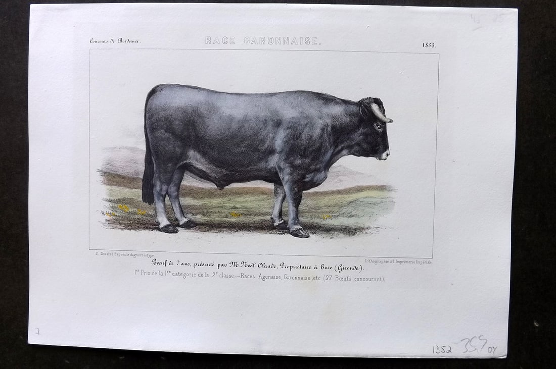 Ministere de l'Agriculture 1853 Hand Col Cattle Print. Garonnaise (1 of 1)