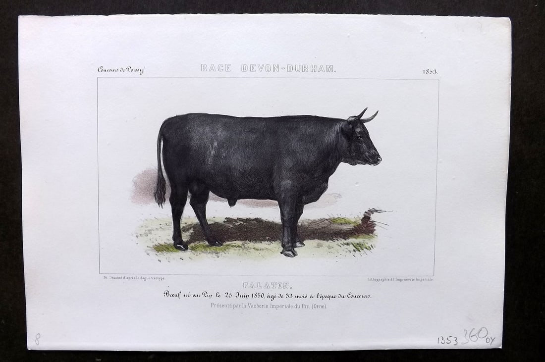 Ministere de l'Agriculture 1853 Hand Col Cattle Print. Devon-Durham - Palatin: Hand Colored Lithograph Published 1853, Paris for "Concours d'animaux de boucherie, en 1853, a Bordeaux, Nimes, Lyon, Lille, Nantes et Poissy" by The Ministere de l'Agriculture. Paper Size: 10 x 7 inc