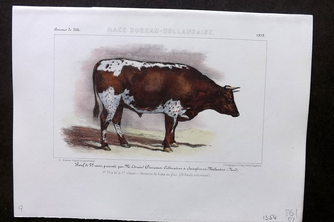 Ministere de l'Agriculture 1853 Hand Col Cattle Print. Durham-Hollandaise: Hand Colored Lithograph Published 1853, Paris for "Concours d'animaux de boucherie, en 1853, a Bordeaux, Nimes, Lyon, Lille, Nantes et Poissy" by The Ministere de l'Agriculture. Paper Size: 10 x 7 inc