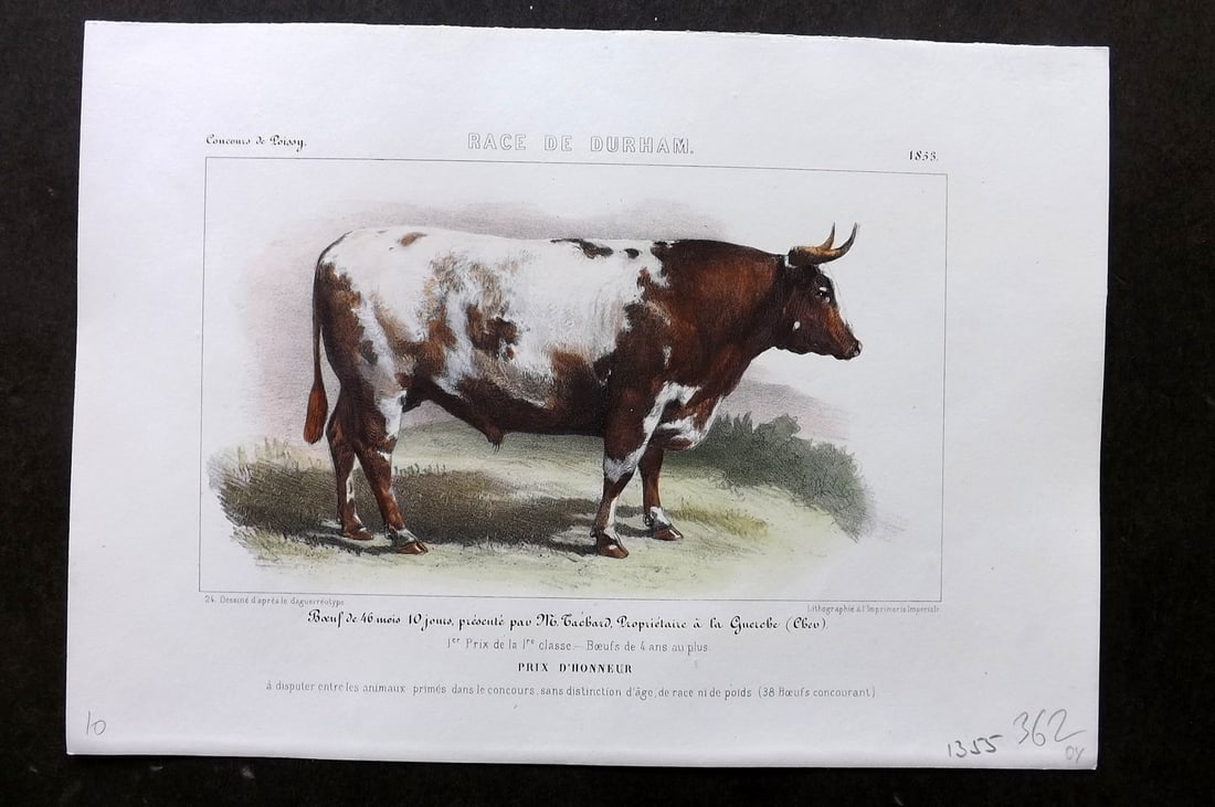 Ministere de l'Agriculture 1853 Hand Col Cattle Print. Durham: Hand Colored Lithograph Published 1853, Paris for "Concours d'animaux de boucherie, en 1853, a Bordeaux, Nimes, Lyon, Lille, Nantes et Poissy" by The Ministere de l'Agriculture. Paper Size: 10 x 7 inc