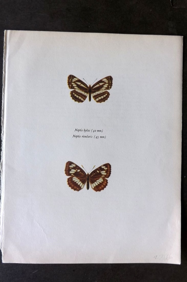 Prochazka, Frantisek 1963 Vintage Butterfly Print. European & East European Sailer (1 of 1)