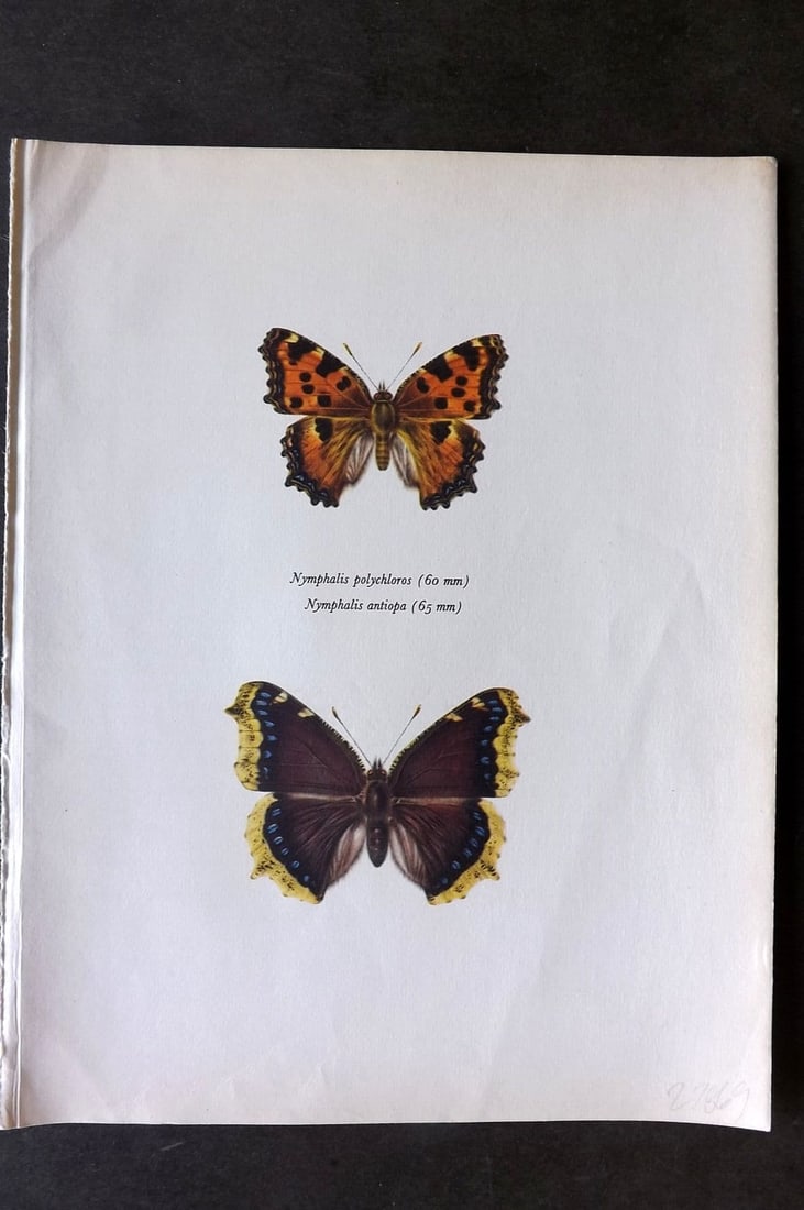 Prochazka, Frantisek 1963 Vintage Butterfly Print. Large Tortoise Shell, Camberwell Beauty (1 of 1)