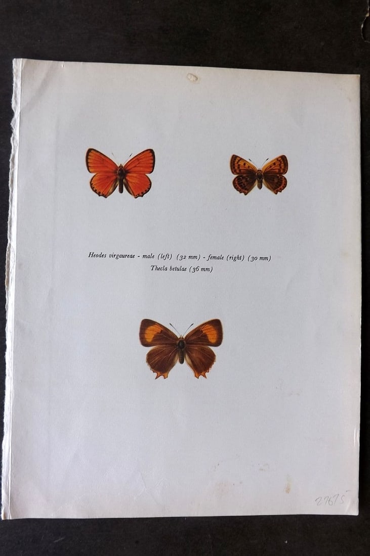 Prochazka, Frantisek 1963 Vintage Butterfly Print. Scarce Copper, Brown Hairstreak (1 of 1)
