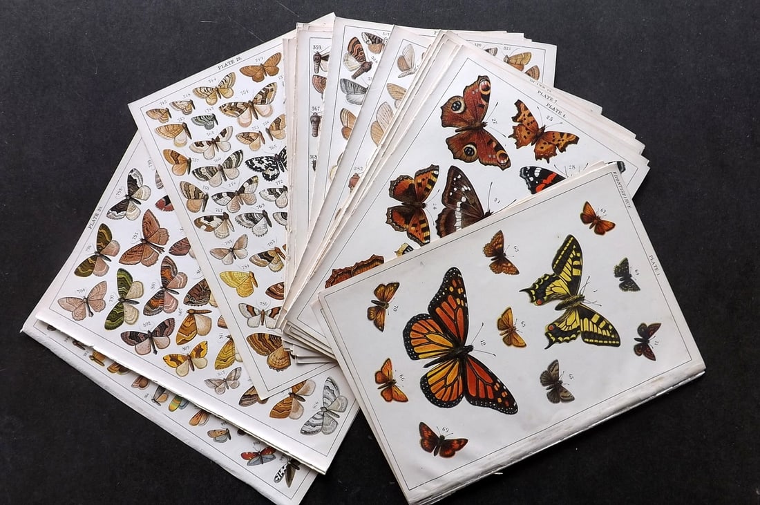 Gordon, W. C1900 Lot of 33 Antique Butterfly & Moth Prints (1 of 6)