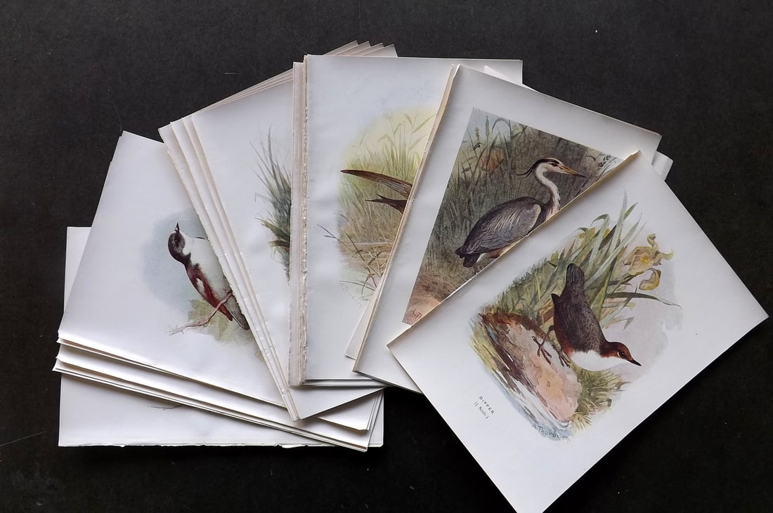 Swaysland, Walter 1901 Lot of 24 Antique Bird Prints (1 of 4)