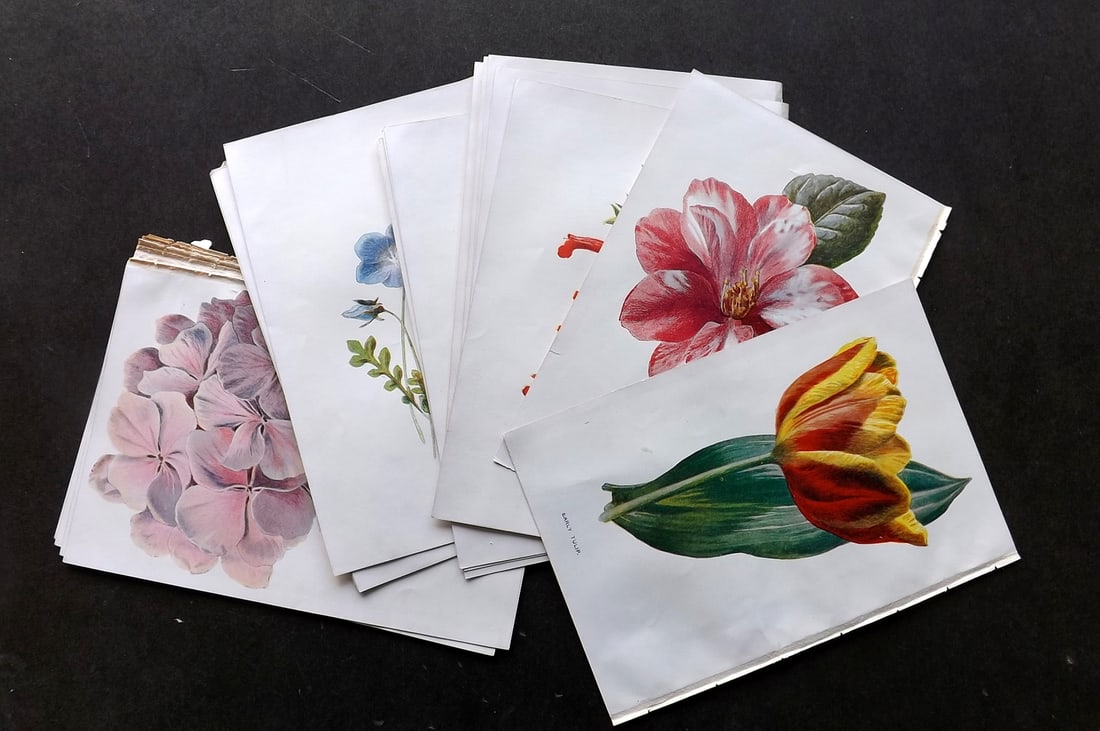 Hulme, Edward C1900 Lot of 24 Botanical Prints. Garden Flowers (1 of 4)