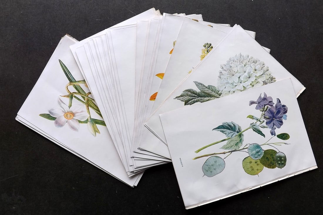 Hulme, Edward C1900 Lot of 40 Botanical Prints. Garden Flowers (1 of 6)