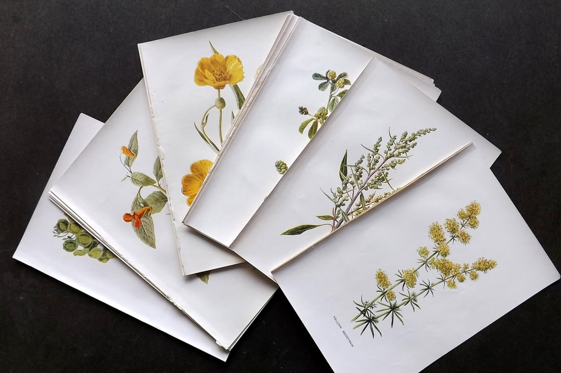 Hulme, Edward C1900 Lot of 16 Botanical Prints. Wild Flowers (1 of 3)