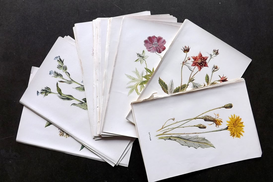 Hulme, Edward C1900 Lot of 32 Botanical Prints. Wild Flowers (1 of 5)