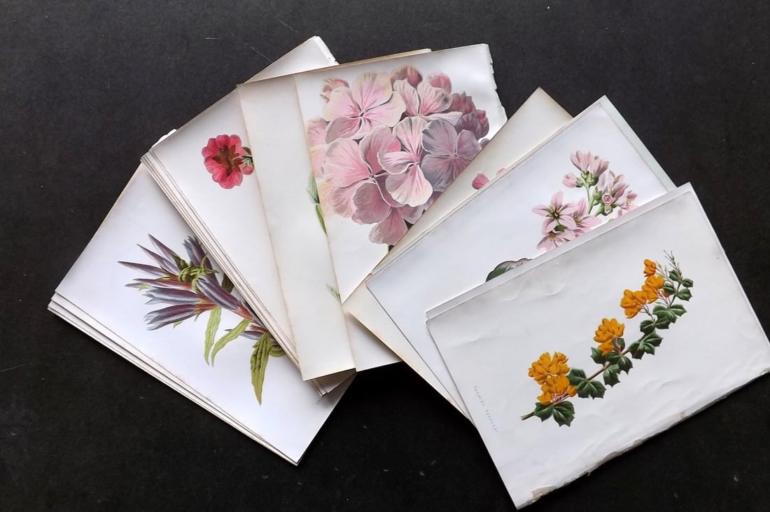 Hulme, Edward C1880 Lot of 18 First Edition Botanical Prints. Garden Flowers (1 of 4)