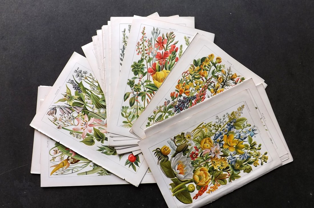 Gordon, W. C1900 Lot of 33 Antique Botanical Prints (1 of 5)