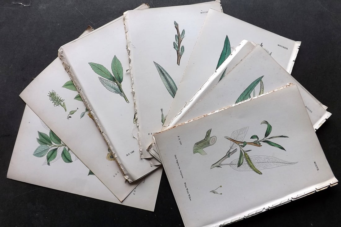 Sowerby, James C1870 Lot of 24 Hand Col Botanical Prints (1 of 4)