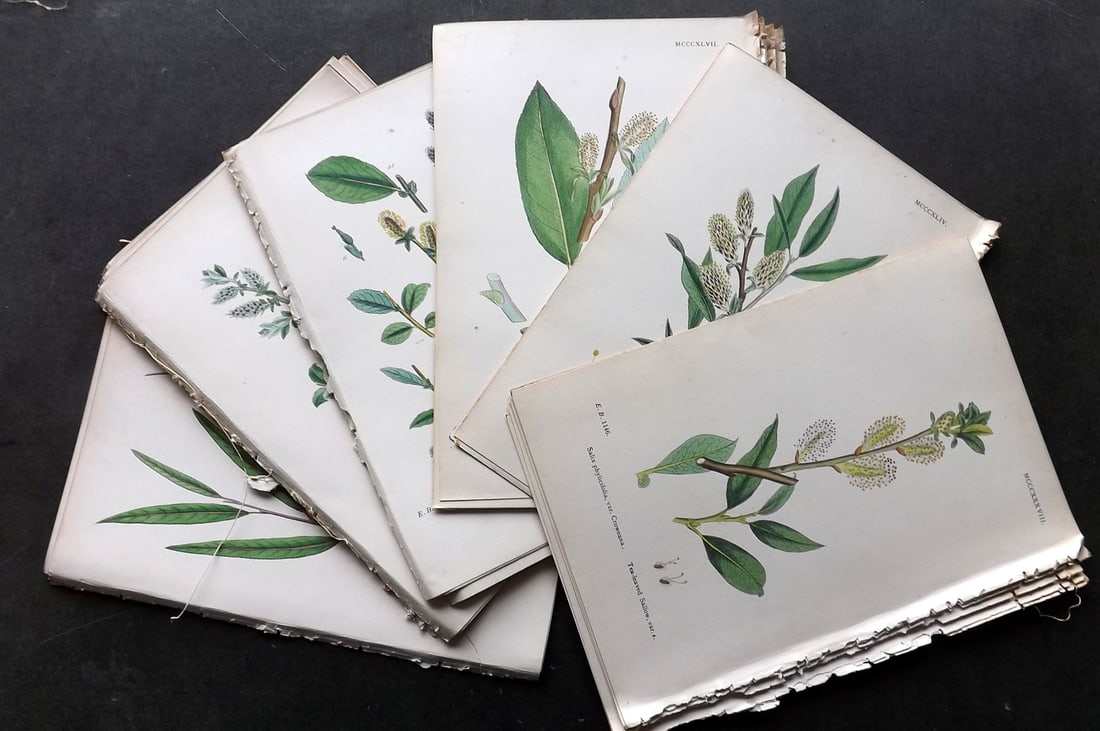 Sowerby, James C1870 Lot of 32 Hand Col Botanical Prints (1 of 5)
