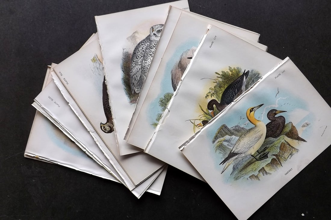 Lloyds's 1897 Lot of 20 Antique Bird Prints (1 of 4)