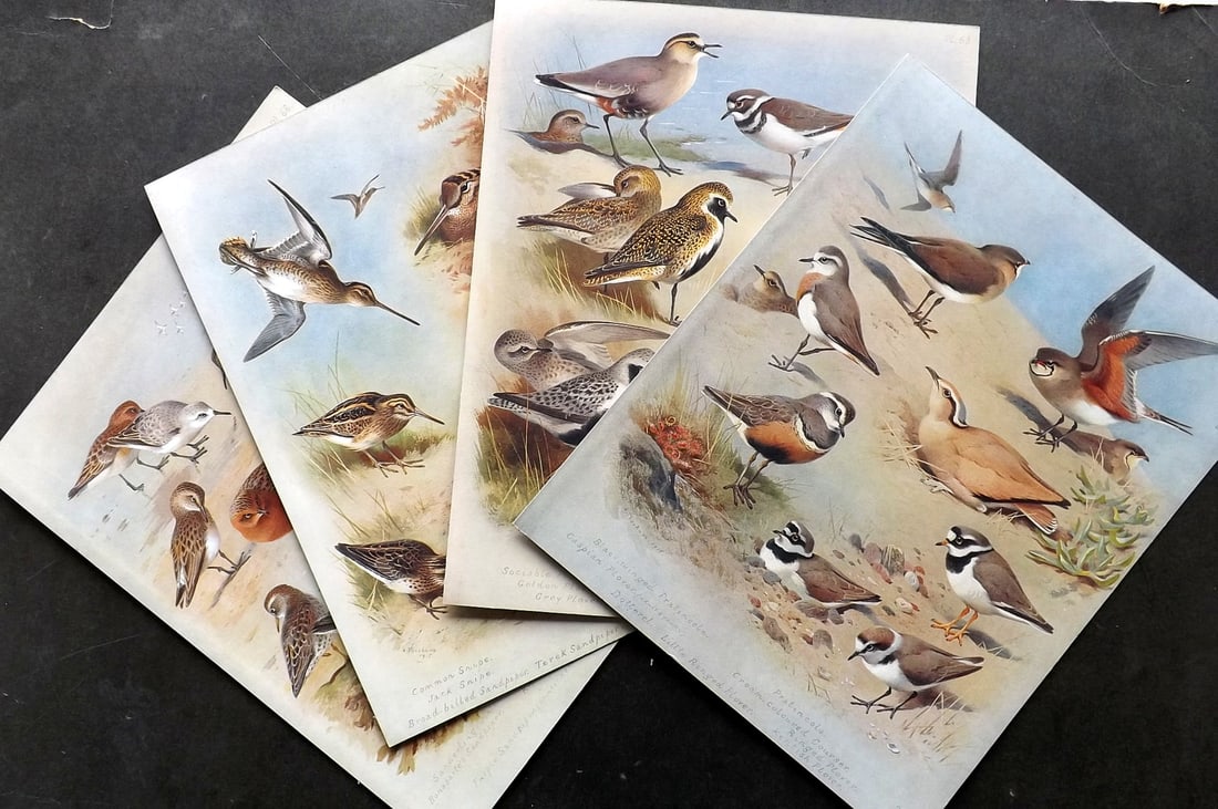 Thorburn, Archibald 1915 Lot of 4 Rare Folio Bird Prints (1 of 3)