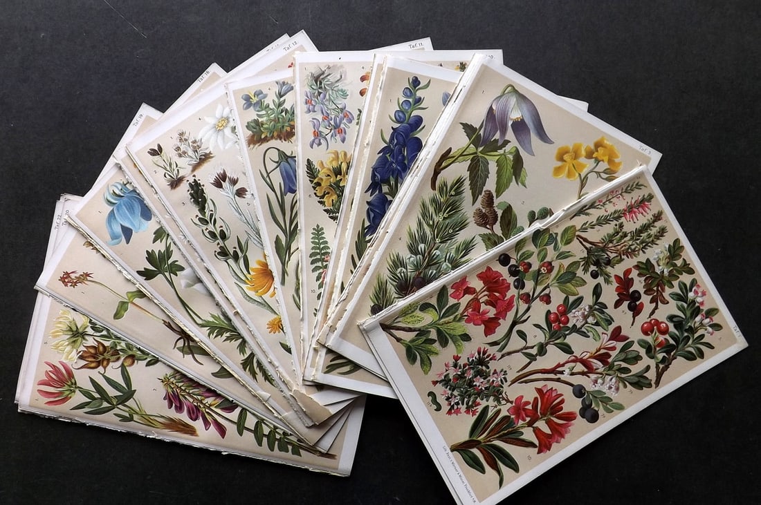 Schroter, L & C 1903 Lot of 18 Alpine Botanical Prints (1 of 4)