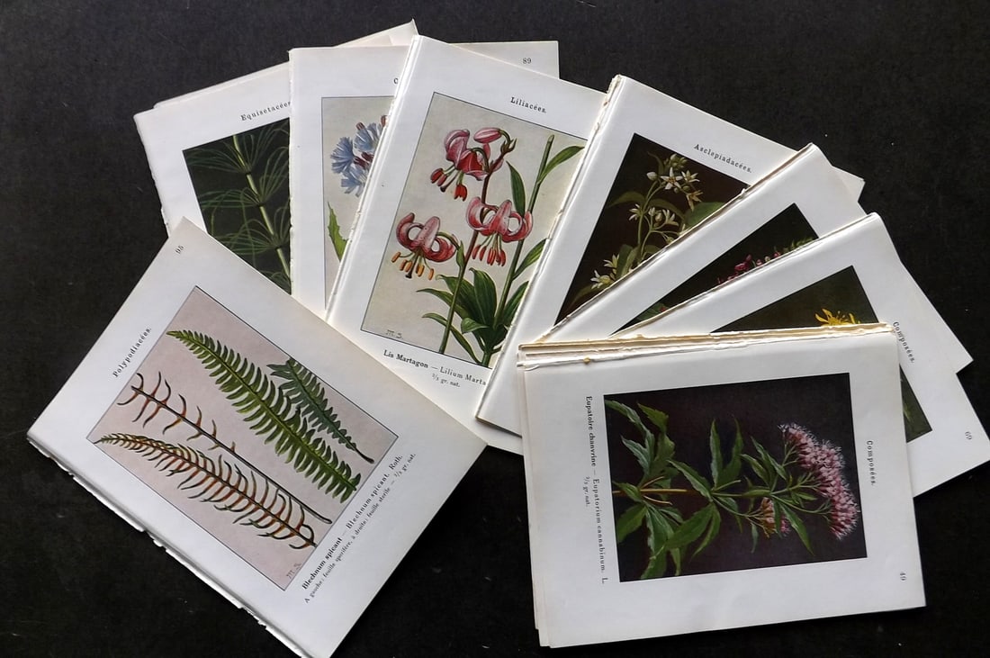 Gatin, C. L. 1913 Lot of 26 Antique Botanical Prints (1 of 9)