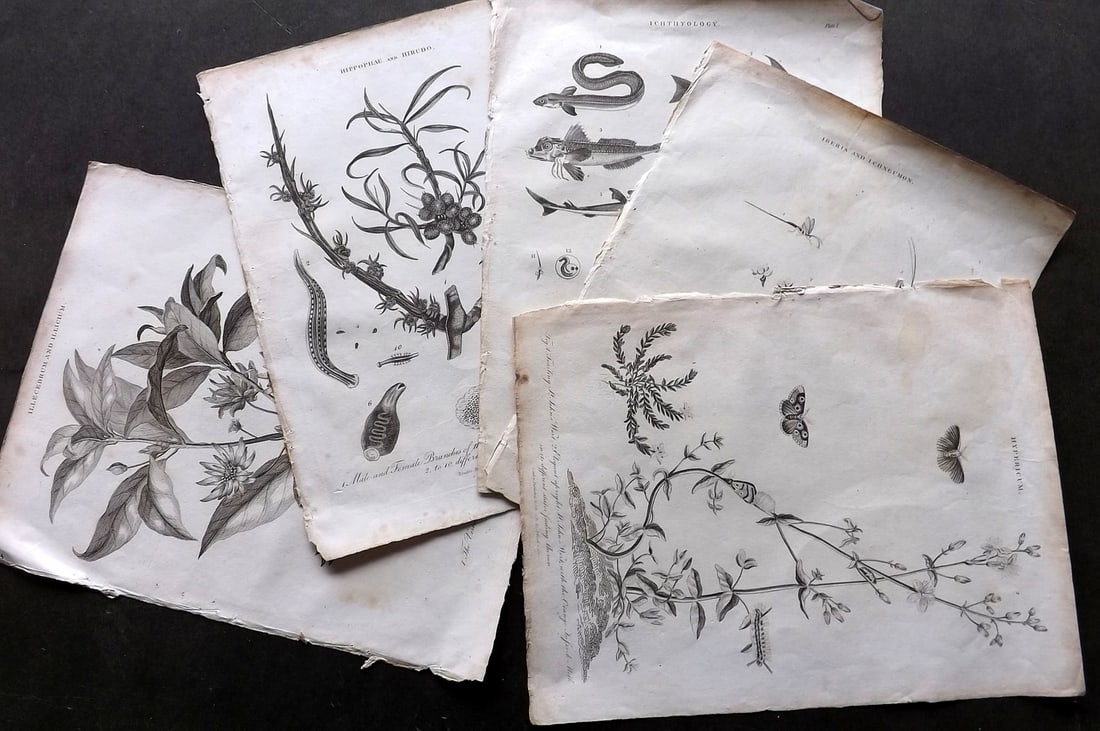Wilkes, John C1820 Lot of 5 Prints. Natural History/Botanical (1 of 3)