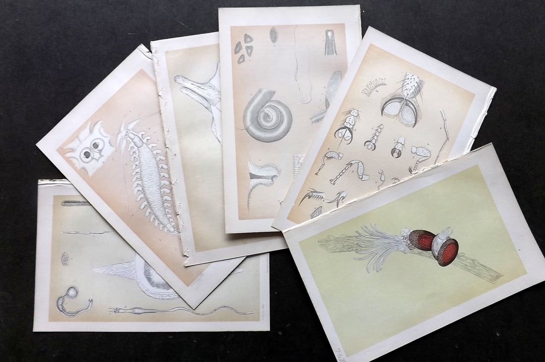 Intellectual Observer 1860's Lot of 6 Natural History Prints. Jellyfish, Fossils etc (1 of 2)