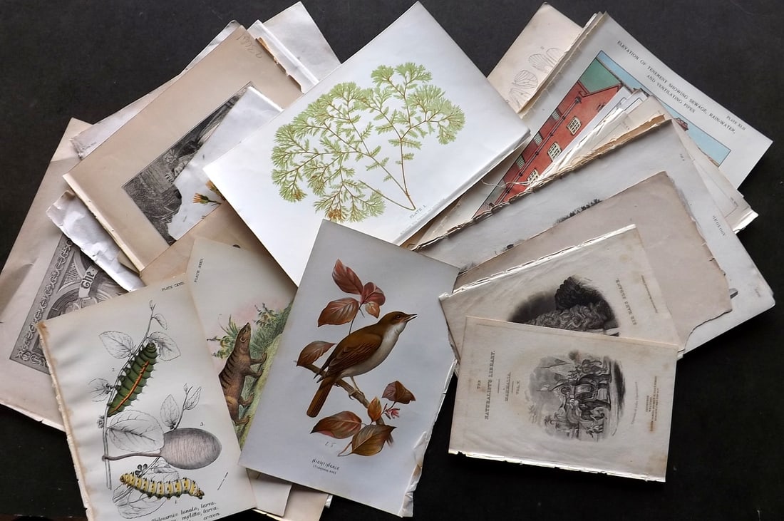 Mixed Prints 19th Cent. Lot of 50 Antique Prints & Engravings (1 of 7)