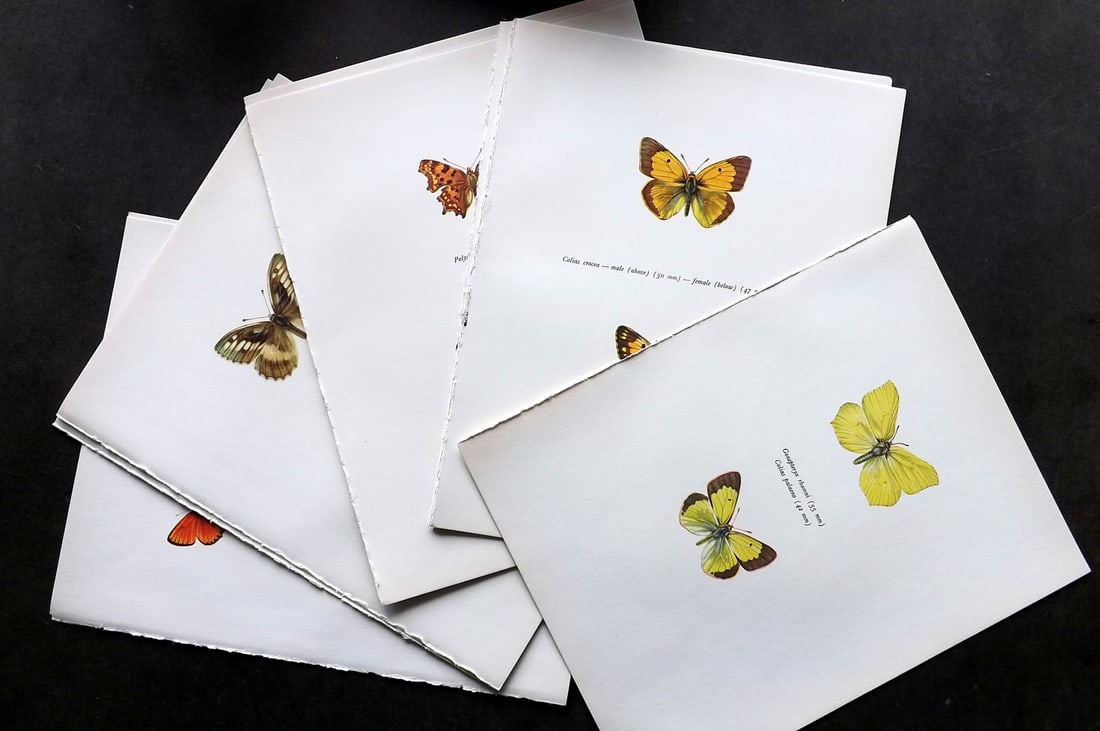 Prochazka, Frantisek 1963 Lot of 12 Vintage Butterfly Prints.: Vintage Offset Lithograph Published 1963, London for "Beautiful Butterflies" by J. Moucha. Illustrated by Frantisek Prochazka. Descriptive text to verso, but this relates to the adjacent plate. On nic