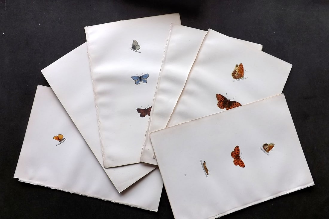 Morris, Francis 1893 Lot of 9 Hand Col Butterfly Prints. (1 of 4)