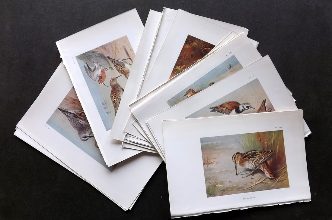 Thorburn, Archibald 1926 Lot of 25 Vintage Bird Prints. (1 of 5)