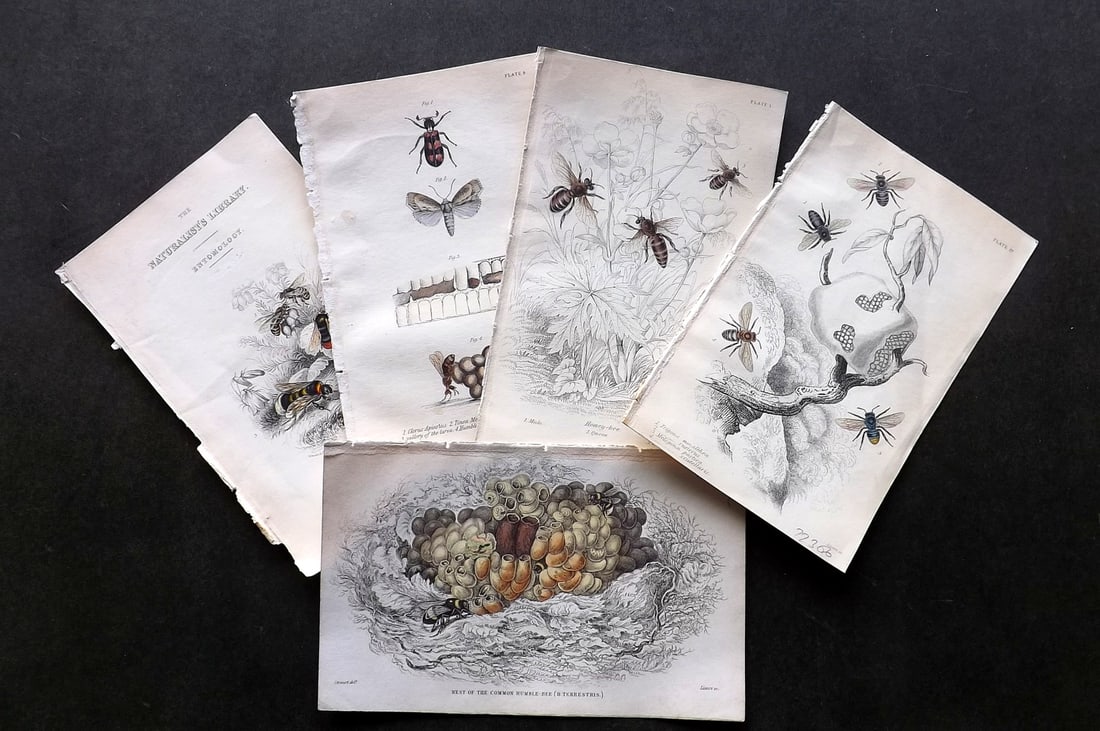 Jardine, William C1840 Lot of 5 Hand Color Prints. Bees - Insects (1 of 3)
