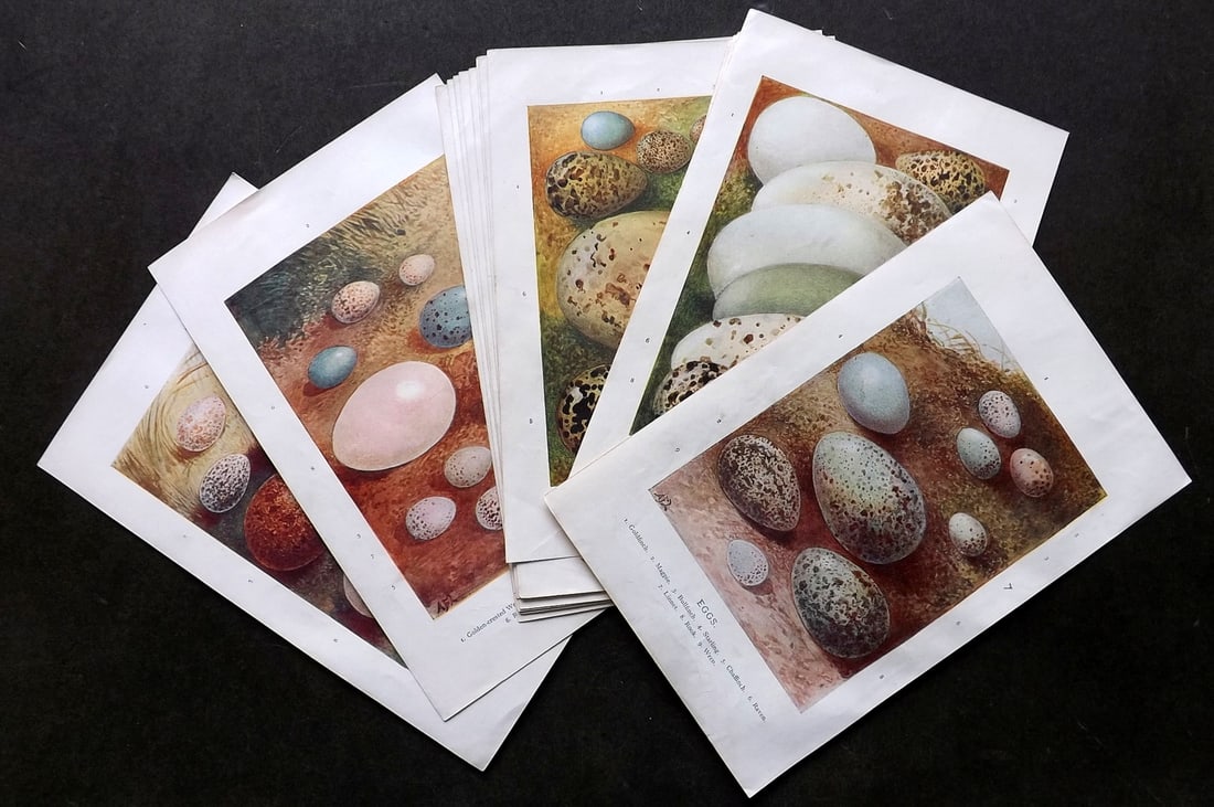 Swaysland, Walter 1901 Lot of 16 Antique Bird Egg Prints (1 of 3)
