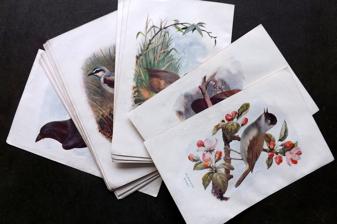 Swaysland, Walter 1901 Lot of 22 Antique Bird Prints (1 of 4)