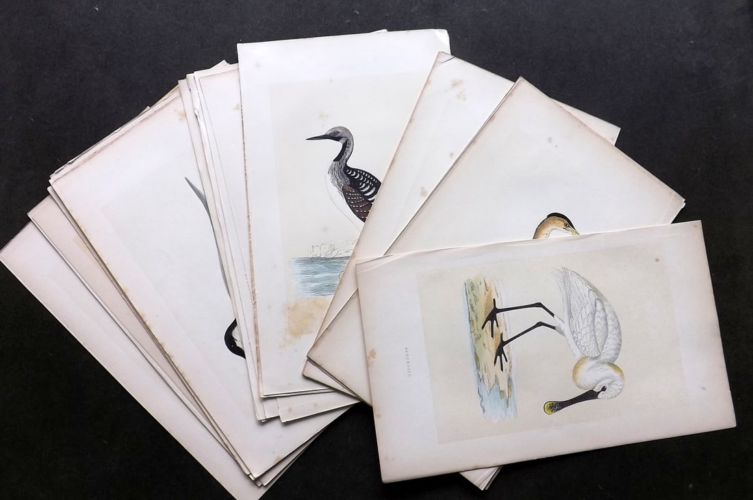 Morris, Francis 1864 Lot of 25 Hand Col Bird Prints (1 of 5)