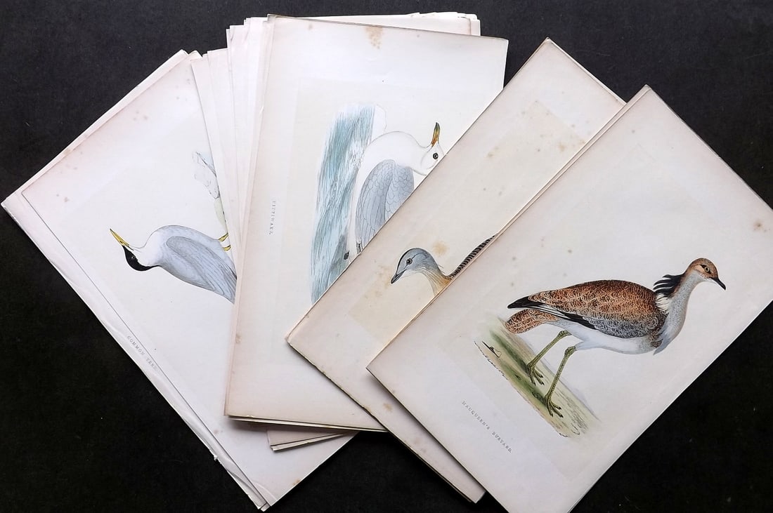 Morris, Francis 1864 Lot of 25 Hand Col Bird Prints (1 of 5)