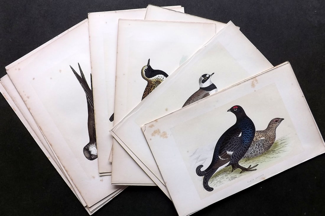 Morris, Francis 1864 Lot of 25 Hand Col Bird Prints (1 of 5)