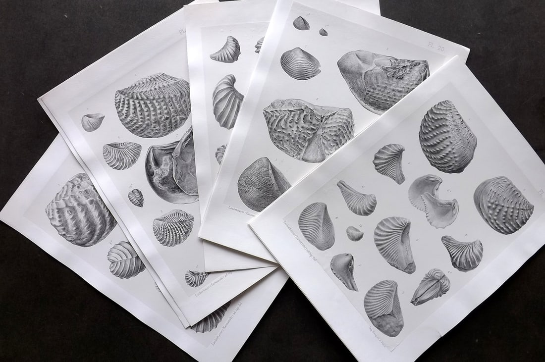 Lycett, John 1870's Lot of 8 Fossil Shell Prints (1 of 3)