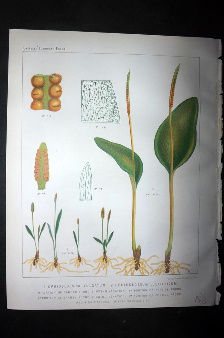 Britten, James 1881 Antique Fern Print. Ophioglossum Vulgatum & Lusitanicum (1 of 1)
