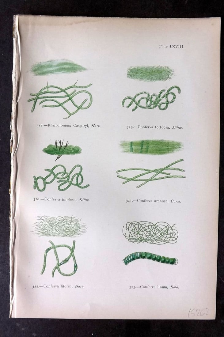 Gatty, Alfred 1872 Antique Seaweed Print. Rhizoclonium, Conferva 68 (1 of 1)