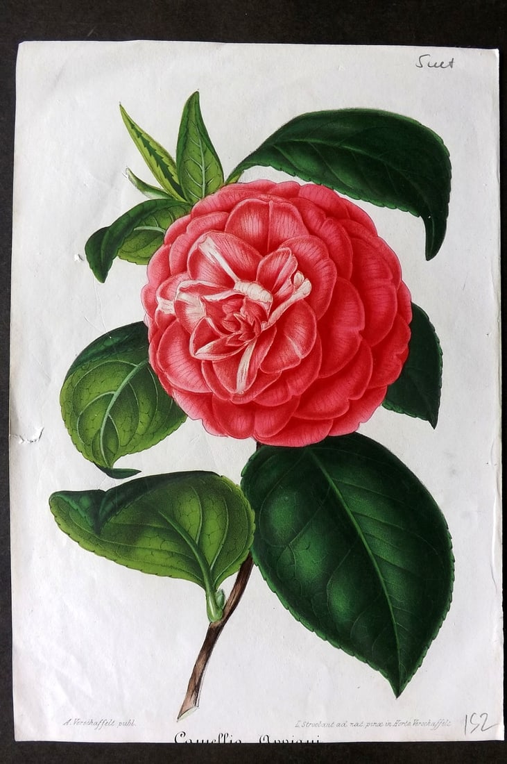 Verschaffelt, Amroise 1854 Hand Col Camellia Print (1 of 1)