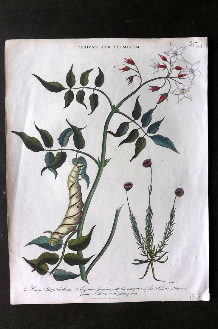 Wilkes, John 1826 Hand Col Botanical Print. Scabious, Jasmine (1 of 1)